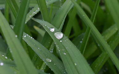 Raindrops on the green grass.