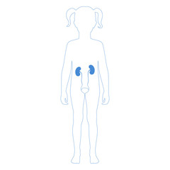 Vector isolated illustration of kidney