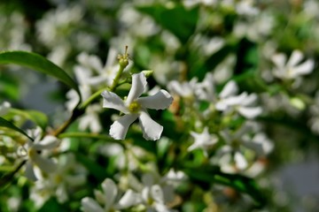 small white flowers on a gray background