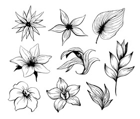 Ink sketch exotic flowers and leaves set vector isolated on white
