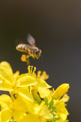 菜の花　ミツバチ　ホバリング　黒背景