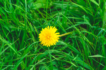 Yellow dandelion flower in green grass close up