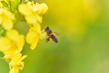 ミツバチ　菜の花　ホバリング