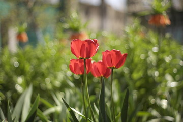 Obraz premium SAMSUNG CSC