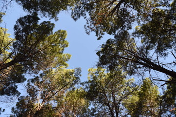 Obraz premium Forest