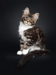 Fototapeta na wymiar Cute black tabby with white Maine Coon cat kitten, sittingside ways. Looking at camera with brown eyes facing front. Isolated on black background. Tail hanging over edge. One paw lifted.