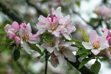 Blooming apple tree with raindrops after the rain. Garden fruit tree blossom. White and pink flowers close-up on cherry tree branch. Floral spring nature background. Dew on flowers.