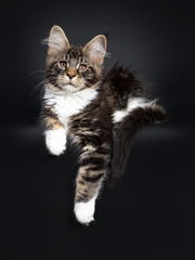 Cute black tabby with white Maine Coon cat kitten, laying down facing front. Looking at camera with brown eyes facing front. Isolated on black background. Tail and paws hanging relaxed over edge.
