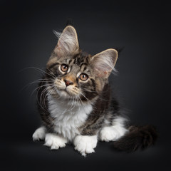 Fototapeta na wymiar Cute black tabby with white Maine Coon cat kitten, sitting down facing front. Looking above camera with brown eyes. Isolated on black background. Tail curled around body.