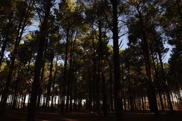 Forest