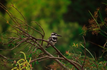 Pied Kingfisher 