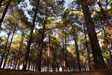 Fototapeta premium Forest