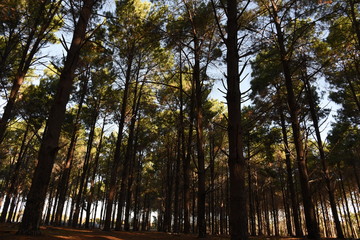 Fototapeta premium Forest