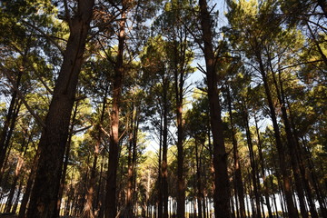 Fototapeta premium Forest