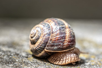 Big snail in shell crawling on road, summer day. Slug close up