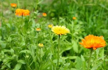 Orange calendula flowers
