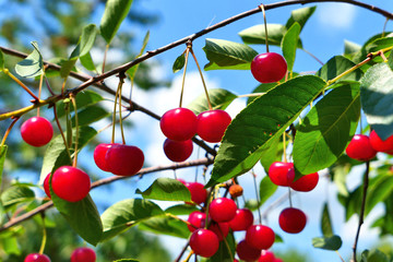 Red sour cherries fruits hanging on branch.