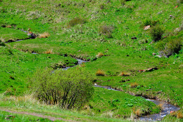 Mountain terrain meadows in Altyn-Emel