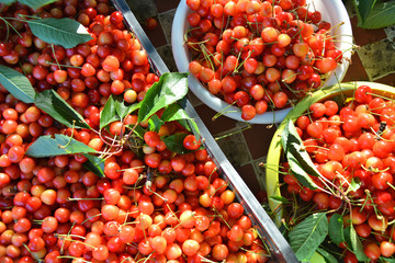 Harvest of sweet cherries.