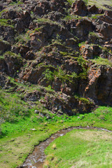 Mountain terrain meadows in Altyn-Emel