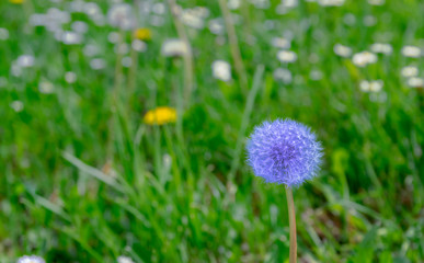  Blue dandelion seeds ready to fly.Abstract background.