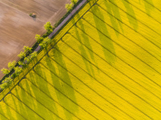 Aerial top down view of country road between yellow canola field and ploughed field at sunrise