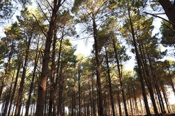 Fototapeta premium Forest
