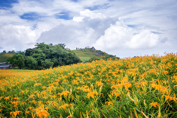 Beautiful orange daylily flower farm on Sixty Rock Mountain (Liushidan mountain) with blue sky and cloud, Fuli, Hualien, Taiwan, close up, copy space