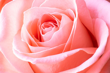 Close up view of a beautiful coral pink rose. Macro image. Fresh beautiful flower as expression of love and respect for postcard and wallpaper. Horizontal.