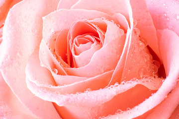 Close up view of a beautiful coral pink rose with drops of water. Macro image. Fresh beautiful flower as expression of love and respect for postcard and wallpaper. Horizontal.
