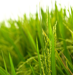 Closeup shot of fresh green rice paddy field