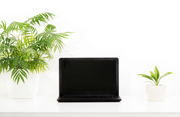 Laptop, computer in home office, with houseplants in flowerpot on white desk