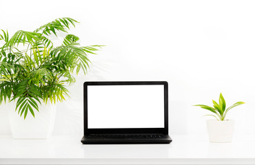 Laptop, computer in home office, with houseplants in flowerpot on white desk