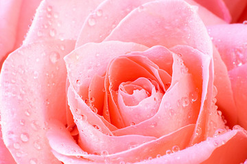 Close up view of a beautiful coral pink rose with drops of water. Macro image. Fresh beautiful flower as expression of love and respect for postcard and wallpaper. Horizontal.