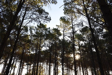 Fototapeta premium Forest