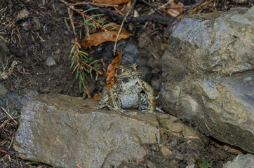 A big frog is sitting on a stone sheltering a leaf