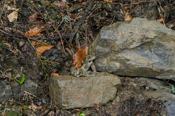 A big frog is sitting on a stone sheltering a leaf