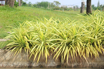 Fototapeta premium chlorophytum comosum or spider plant in the garden