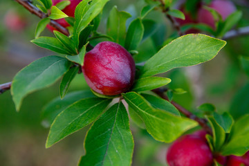 plum with growing on a tree on a farm