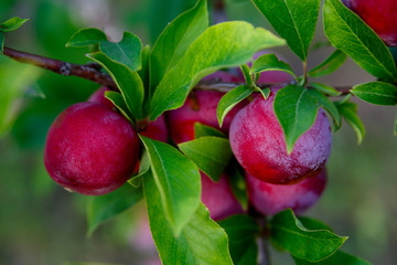 plum with growing on a tree on a farm