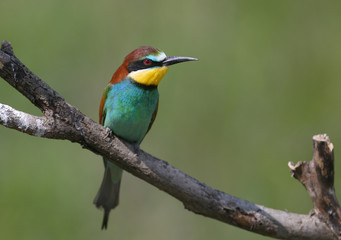 Portraits of bright and saturated color of European bee-eaters taken on a blurred beautiful background.