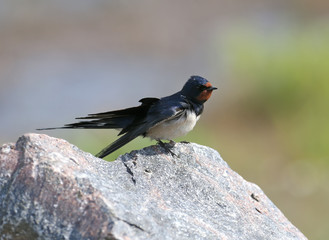 Portraits barn swallow (Hirundo rustica) sits on a stone. Shot from a very close distance, detailed photos