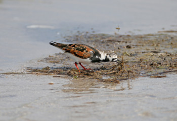A ruddy turnstone (Arenaria interpres) was photographed with a Dunlin and separate from other birds in the estuary water.
