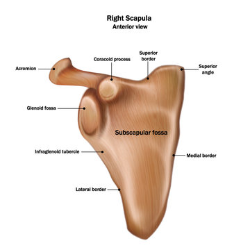 Illustration of the human right scapula bone with the name and description of all sites. Anterior view.
