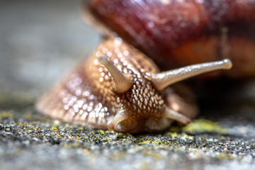Big snail in shell crawling on road, summer day. Slug close up
