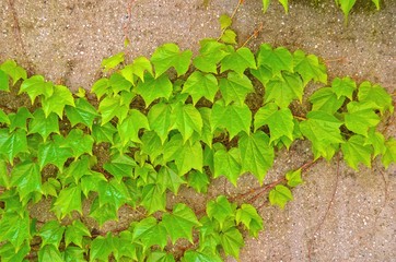ivy on the wall
