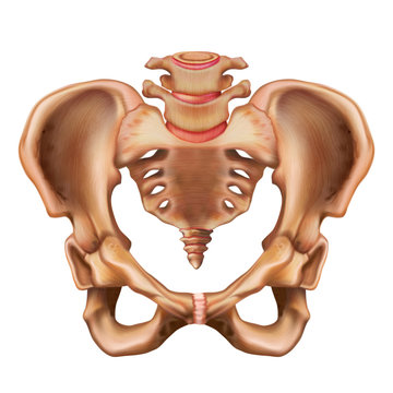 Illustration of the human pelvis bone. Anterior view.