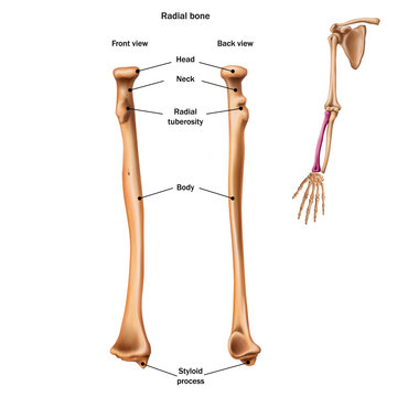 The structure of the radial bone with the name and description of all sites. Back and front view. Human anatomy.