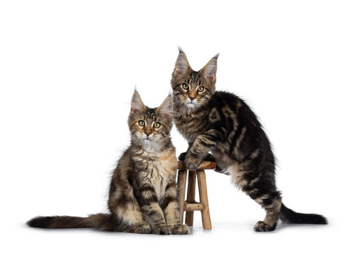 Duo of 2 black tabby and tortie Maine Coon cat kittens, beside each other with brown wooden stool. Looking straight at lens with green eyes. One climbing on stool. one sitting in front.