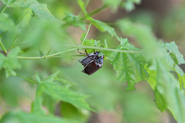 two chafers on a branch